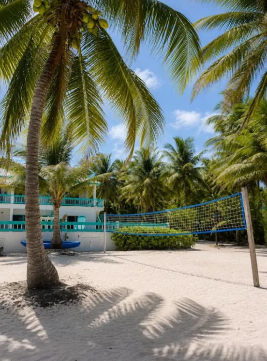 A volleyball net on the sand, shaded by leaning coconut palms